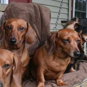 Meet your Posher, Babette